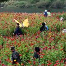 평창 / 평창 백일홍축제...^^ 이미지