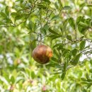 포탄맹그로브 [캐논볼맹그로브, Xylocarpus granatum] 이미지