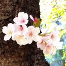 고목나무 이미지