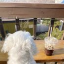 산당화가 피는집 이미지