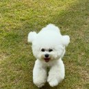 사랑해줄개 이미지