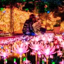 현플라워 이미지