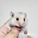 헬로 리틀 애니멀 이미지