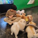 힐링독 | [대구/중구] 애견카페 힐링독 강아지 없어도 방문가능 이용후기