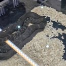 동반자 | 수원 메쎄 파충류 박람회 <파충류 동반자> 후기🦎(공파박,렙타일포럼,파동 차이)