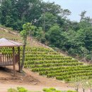 정식목장 이미지