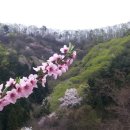 산골산나물