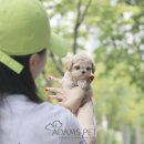 청맥농장 | 강남강아지분양 아빠 손잡고 행복하게!