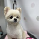 디오펫살롱 이미지