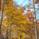 산림욕장 | 대전 상소동산림욕장 후기(단풍명소추천!)