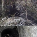 호랑이와 반달곰 이미지