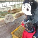 강릉아기동물농장 이미지