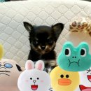 미스터독 이미지