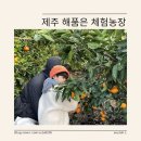 해품은농장 | 제주 동쪽 성산일출봉 근처 예약 없이 귤따기 해품은 체험농장