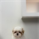 부산강아지분양 알프펫 | [부산강아지분양후기] 작은 생명이 내게 건넨 따뜻한 인사
