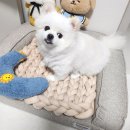 패브릭얀 방석 만들기 | 마고루체 자이언트얀 뜨개실로 강아지 방석 만들기~