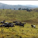 두평목장 이미지