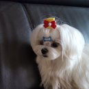 절세미견 이미지