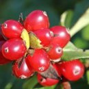 이쁜 댕댕이 이미지