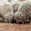 중부목장 이미지