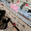 더 펫 애견샾 이미지