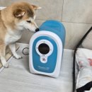 향남메디동물병원 | 강아지 산소방 추천 호흡 케어 전문 기업 세이프비 오투메디 산소발생기