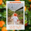 캠핑] 아이들과 함께하는 신나는 감귤 따기 체험, 영암에서 달콤한 추억 만들기! : 월출산꽃따리농장🍊