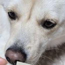 포피펫 - 안성시 중앙로 423 | 포피펫