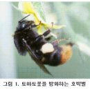 [산업곤충] 호박벌의 화분매개 이용 이미지