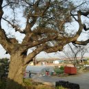 정자마을 이미지