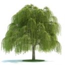 버드나무집 이미지