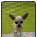 도도애견샵 이미지