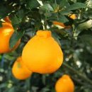 서율이네 이미지