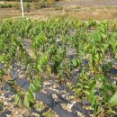 대목농장 이미지