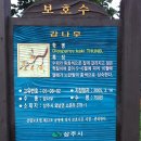 곶감 상주외남고을 5 회 곶감 축제 상주 소은리 감나무 조선 성종 때 고욤나무에 접붙인 국내 최고령 접목나무 이미지