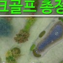 타라파크