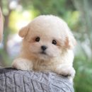 더케이펫 강아지분양 | 창원강아지분양 여러 펫샵 방문 후 선택한 미유펫분양