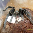 팬더랜드 이미지