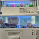 [탄방역 맛집] 워터 에이징 생대패 전문점 탄방 760