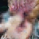 도그앤피플 동물병원 이미지