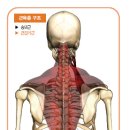 견갑거근 기초 그림근육학 이미지