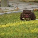 KGB KENNEL 네이버블로그
