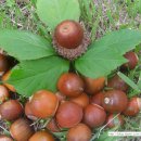 용언농장 이미지