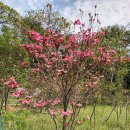 산딸나무(체로키썬셋 꽃산딸.미산딸),특수목조경산딸나무 이미지