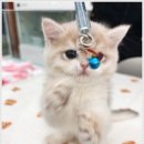 강남고양이분양 호야캣 이미지