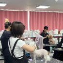 대림애견 이미지