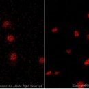 카멜리아 이미지