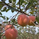 태경농원 | 아삭하고 달콤한 안동사과 애정이웃 @투아이팜 청솔언덕농원 에서 구매한 후기 by 지나 태경 맘