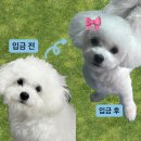 도그하우스 애견미용실 이미지