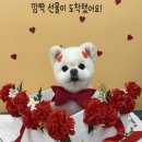 라이크어독 이미지